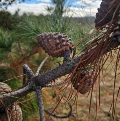 Pinus radiata at Fyshwick, ACT - 31 Jul 2024 09:45 AM