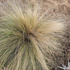 Nassella trichotoma (Serrated Tussock) at Fyshwick, ACT - 31 Jul 2024 by Jiggy