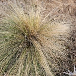 Nassella trichotoma at Fyshwick, ACT - 31 Jul 2024