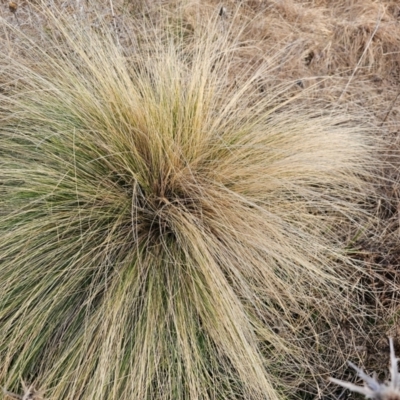 Nassella trichotoma (Serrated Tussock) at Fyshwick, ACT - 30 Jul 2024 by Jiggy