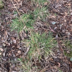 Nassella neesiana (Chilean Needlegrass) at Watson, ACT - 22 Jul 2024 by waltraud