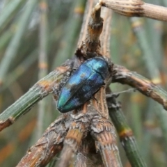 Diphucrania aurocyanea (A jewel beetle) at Theodore, ACT - 2 Jan 2021 by owenh