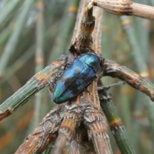 Diphucrania aurocyanea at Theodore, ACT - 2 Jan 2021