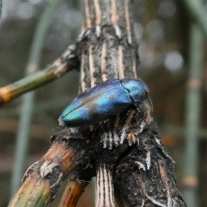 Diphucrania aurocyanea at Theodore, ACT - 2 Jan 2021