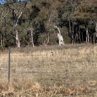 Rhipidura leucophrys (Willie Wagtail) at Watson, ACT - 29 Jul 2024 by waltraud