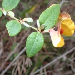 Platylobium formosum (Handsome Flat Pea) at Vincentia, NSW - 30 Jul 2024 by plants