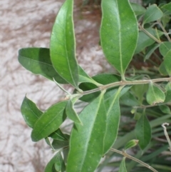 Notelaea longifolia f. longifolia (Mock Olive) at Vincentia, NSW - 30 Jul 2024 by plants