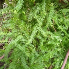 Asparagus scandens (Snakefeather ) at Huskisson, NSW - 31 Jul 2024 by plants