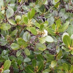 Aegiceras corniculatum (River Mangrove) at Huskisson, NSW - 31 Jul 2024 by plants