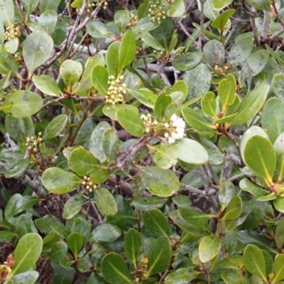 Aegiceras corniculatum (River Mangrove) at Huskisson, NSW - 31 Jul 2024 by plants