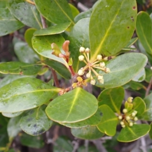 Aegiceras corniculatum at Huskisson, NSW - 31 Jul 2024 11:07 AM