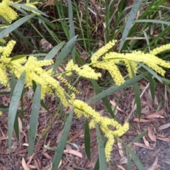 Acacia longifolia subsp. longifolia (Sydney Golden Wattle) at Huskisson, NSW - 31 Jul 2024 by plants