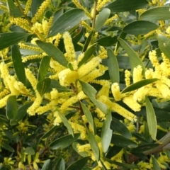 Acacia longifolia subsp. sophorae (Coast Wattle) at Orient Point, NSW - 31 Jul 2024 by plants