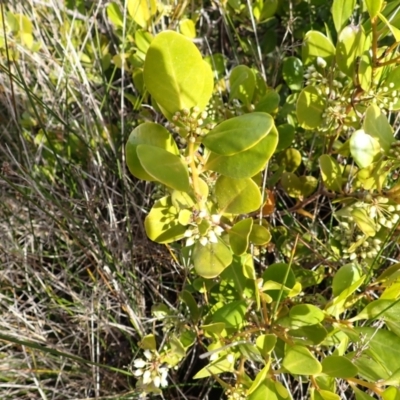 Aegiceras corniculatum (River Mangrove) at Orient Point, NSW - 31 Jul 2024 by plants