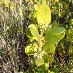 Aegiceras corniculatum at Orient Point, NSW - 31 Jul 2024