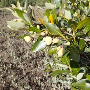 Avicennia marina subsp. australasica at Orient Point, NSW - 31 Jul 2024