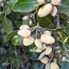 Avicennia marina subsp. australasica at Orient Point, NSW - 31 Jul 2024 02:11 PM