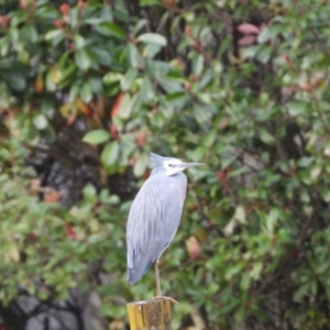 Egretta novaehollandiae at Oakdale, NSW - 25 Jul 2024