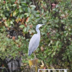 Egretta novaehollandiae at Oakdale, NSW - 25 Jul 2024