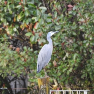 Egretta novaehollandiae at Oakdale, NSW - suppressed