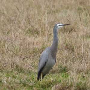 Egretta novaehollandiae at Oakdale, NSW - 25 Jul 2024