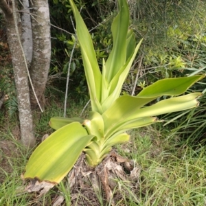 Crinum pedunculatum at suppressed - 31 Jul 2024