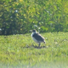 Vanellus miles (Masked Lapwing) at Orient Point, NSW - 1 Aug 2024 by plants