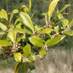 Myrsine variabilis at Orient Point, NSW - 31 Jul 2024 by plants