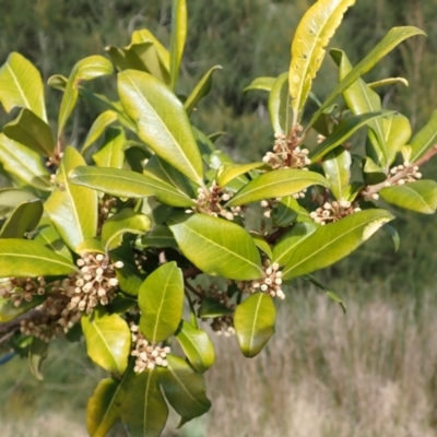 Myrsine variabilis (Variable Muttonwood) at Orient Point, NSW - 31 Jul 2024 by plants