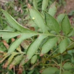 Solanum seaforthianum (Brazilian Nightshade) at Orient Point, NSW - 31 Jul 2024 by plants