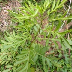 Solanum seaforthianum at Orient Point, NSW - 31 Jul 2024