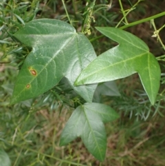 Passiflora suberosa (Corky Passion vine) at Orient Point, NSW - 31 Jul 2024 by plants