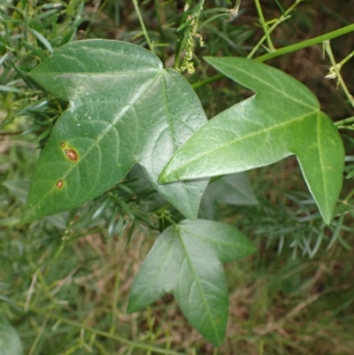 Passiflora suberosa (Corky Passion vine) at Orient Point, NSW - 31 Jul 2024 by plants