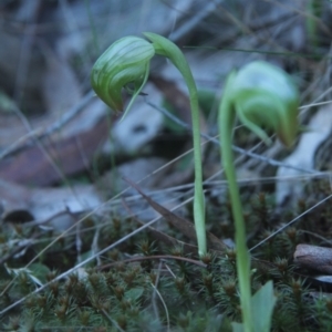 Pterostylis nutans at Acton, ACT - suppressed