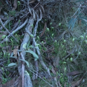 Pterostylis nutans at Acton, ACT - suppressed