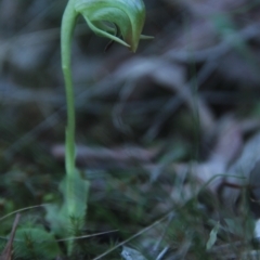 Pterostylis nutans at Acton, ACT - suppressed