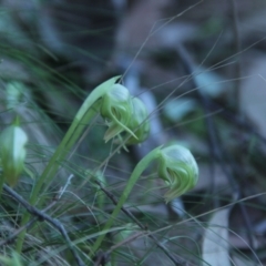 Pterostylis nutans at Acton, ACT - suppressed