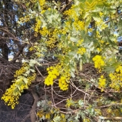 Acacia baileyana at Hume, ACT - 1 Aug 2024