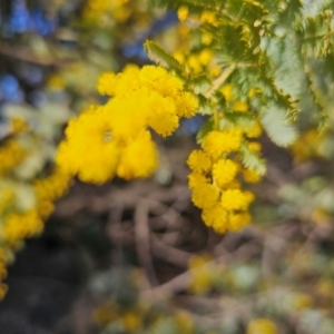 Acacia baileyana at Hume, ACT - 1 Aug 2024