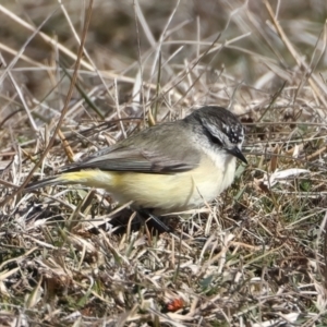 Acanthiza chrysorrhoa at Rendezvous Creek, ACT - 28 Jul 2024