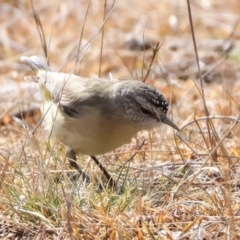 Acanthiza chrysorrhoa at Rendezvous Creek, ACT - 28 Jul 2024