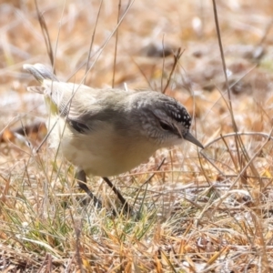 Acanthiza chrysorrhoa at Rendezvous Creek, ACT - 28 Jul 2024