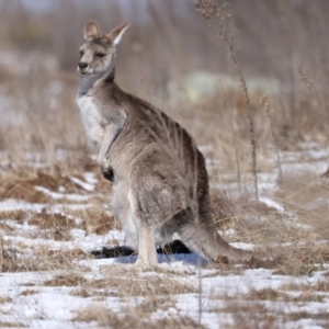 Macropus giganteus at Rendezvous Creek, ACT - 28 Jul 2024 12:25 PM