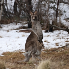 Macropus giganteus at Rendezvous Creek, ACT - 28 Jul 2024 12:25 PM