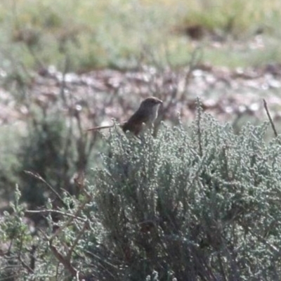 Amytornis modestus obscurior (Grey Range Thick-billed Grasswren) at Packsaddle, NSW - 23 Mar 2010 by MichaelBedingfield