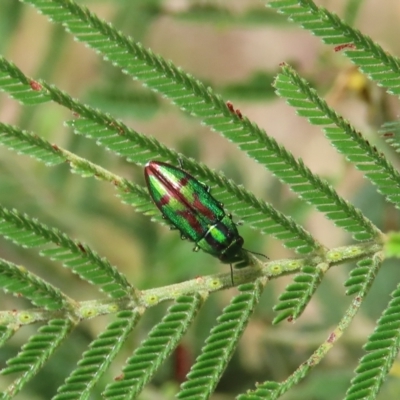 Melobasis splendida (a Jewel beetle) at Conder, ACT - 12 Jan 2022 by owenh