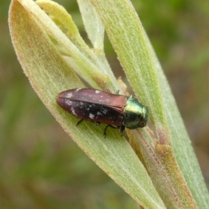 Diphucrania cupripennis at Theodore, ACT - 1 Jan 2021