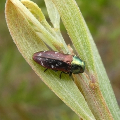 Diphucrania cupripennis (A Jewel Beetle) at Theodore, ACT - 1 Jan 2021 by owenh