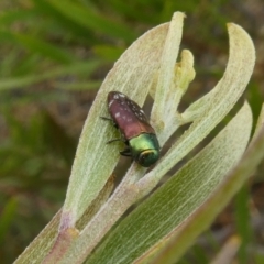 Diphucrania cupripennis at Theodore, ACT - 1 Jan 2021