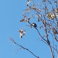 Artamus cyanopterus cyanopterus (Dusky Woodswallow) at Wirlinga, NSW - 1 Aug 2024 by RobCook